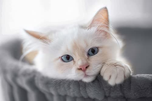 SHA CERLIN Cat Tree 36 Inches Cat Tower with Hammock, Sisal Scratching Post for Indoor Kittens, Small Room, Grey 7