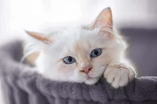 SHA CERLIN Cat Tree 36 Inches Cat Tower with Hammock, Sisal Scratching Post for Indoor Kittens, Small Room, Smoky Grey 7