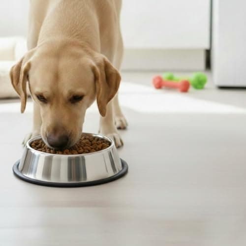 Loving Pets Stainless Steel Non-Tip Dog Bowl – Heavy Duty No Spill Dog Bowl with Removable Rubber Base – Durable, Non-Skid Stainless Steel Dog Food Bowl & Dog Water 5