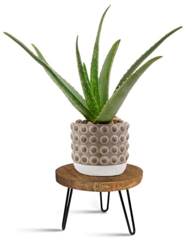 Plant Stand Indoor Outdoor, Wooden plant Stool, Mid Century Plant Stand for Indoor Plants, Wood Modern Plant Holder Rattan Flower, Low Short Boho Rustic Planter Stand Fit 5-15 Inch Pot(M)