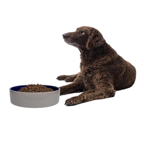 SPOT Standard Crock Dish - Heavy Duty, Non-Slip, Round Ceramic Food/Water Bowl for Pets, Ideal for Medium to Large Dogs or Multiple Animals, Dishwasher Safe - 9.5 in, 8 Cups, (64 Oz) 9