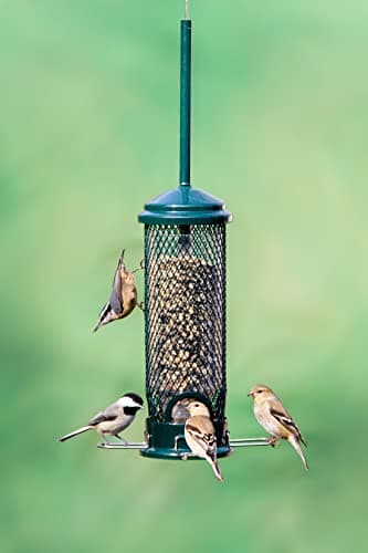 Squirrel Buster Mini Squirrel-Proof Bird Feeder for Wild Birds – 4 Metal Perches, 1 lb Seed Capacity, Chew-Proof Design, Lifetime Care, Garden Green 5