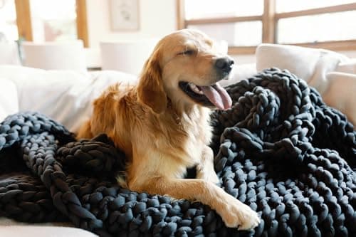 Nuzzie Original Knit Weighted Blanket - Breathable, Cooling, Hand Made Knit Throw Blanket for Sleep - Machine Washable, Stylish Decor Design (Forest Green, Queen | 22lbs | 60"x80") 9