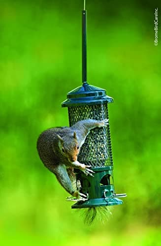 Squirrel Buster Standard Squirrel-proof Bird Feeder w/4 Metal Perches, 1.3-pound Seed Capacity, garden green 5