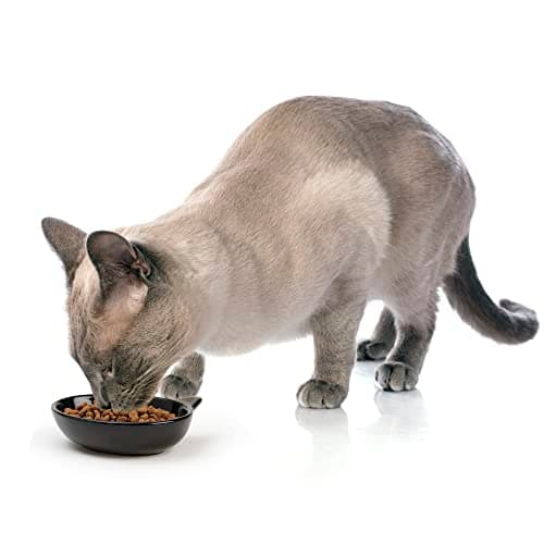PetRageous 10011 Oval Frisky Kitty Stoneware Cat Bowl 5.5-Inch Wide and 1.5-Inch Tall Saucer with 5.3-Ounce Capacity and Dishwasher Safe is Great for Cats, Ceramic, Black 5