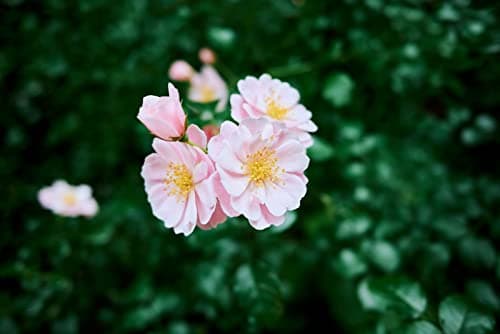 Nikon Z fc with Special Edition Prime Lens | Retro-inspired compact mirrorless stills/video camera with matching 28mm f/2.8 prime lens | Nikon USA Model 6