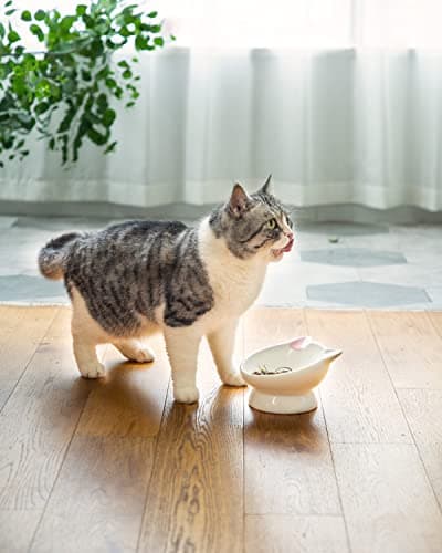 Raised Cat Food Bowl Ceramic 15° Tilted Cat Food Bowls Protect Cat's Spine Anti Vomiting Backflow Prevention Bowls for Adult Kitty, Kitten, and Small Dogs, Pink 7