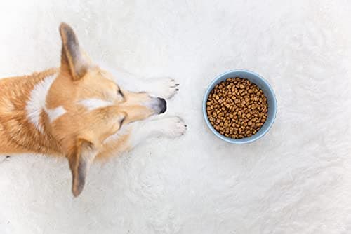 Waggo Ripple Ceramic Dog Bowl for Medium and Large Breeds - Modern with Matte Finish, Heavyweight Durable Pet Food and Water Dish Crock, Dishwasher Safe (Medium, Cloud) 8