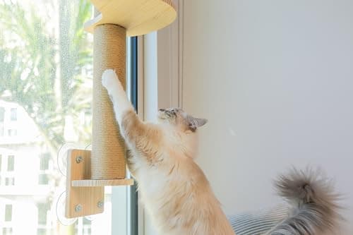 Pet Savvy 4-in-1 Window & Wall Mount Cat Wall Shelves – Hammock, Scratching Post & Perch | Fits up to 40 lbs | Space-Saving Pet Furniture for Windows, Glass & Drywall | Modern Wood Cat Shelf Set 7