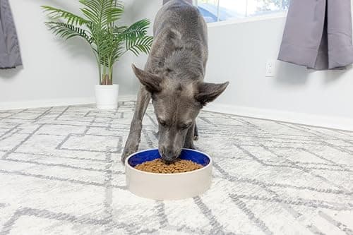 SPOT Standard Crock Dish - Heavy Duty, Non-Slip, Round Ceramic Food/Water Bowl for Pets, Ideal for Medium to Large Dogs or Multiple Animals, Dishwasher Safe - 9.5 in, 8 Cups, (64 Oz) 10