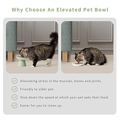 CEEFU 2 Elevated Ceramic Cat Bowls Extra Wide for Food & Water – Whisker Fatigue Shallow Food Dish, Lead & Cadmium-Free, Raised Height for Cats, Sage Green 6