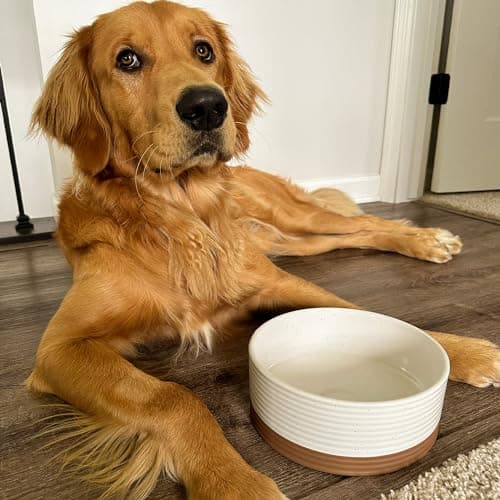 Mora Ceramic Pet Bowl Size Medium - Food/Water Dish for Large Puppies, Cats, Retrievers, Medium Sized Dogs, ect. 28oz or 4 Cups - Basic Bowls for Your Dog or Cat, Mix and Match for a Set - Vanilla 7