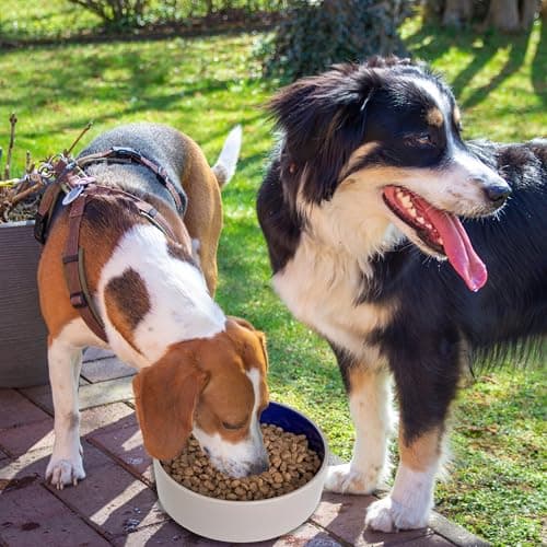 SPOT Standard Crock Dish - Heavy Duty, Non-Slip, Round Ceramic Food/Water Bowl for Pets, Ideal for Medium to Large Dogs or Multiple Animals, Dishwasher Safe - 9.5 in, 8 Cups, (64 Oz) 8