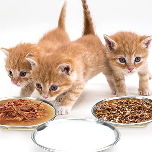Stainless Steel Cat Dishes for Food and Water Bowls for Small Pets Relief of Whisker Fatigue -2 Sets Shallow Style(6.5 Inch) 7