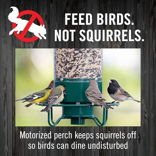 Droll Yankees Squirrel Proof Bird Feeders for Outdoors - YF-M - Flipper, Collapsible Perches, 5-Pound Seed Capacity, Green 9