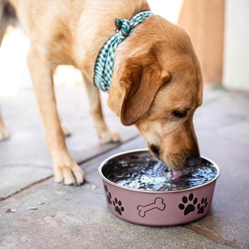 Loving Pets Bella Dog Bowls- Stainless Steel Dog & Cat Bowls - Spill Proof Dog Food Bowl, Cat Bowl, Puppy Essentials & Pet Supplies Great for Home & Travel (Medium 20-35 lbs, Grape) 5