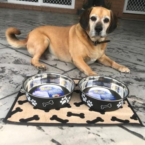 Loving Pets Bella Dog Bowls- Stainless Steel Dog & Cat Bowls - Spill Proof Dog Food Bowl, Cat Bowl, Puppy Essentials & Pet Supplies Great for Home & Travel (Medium 20-35 lbs, Espresso) 5