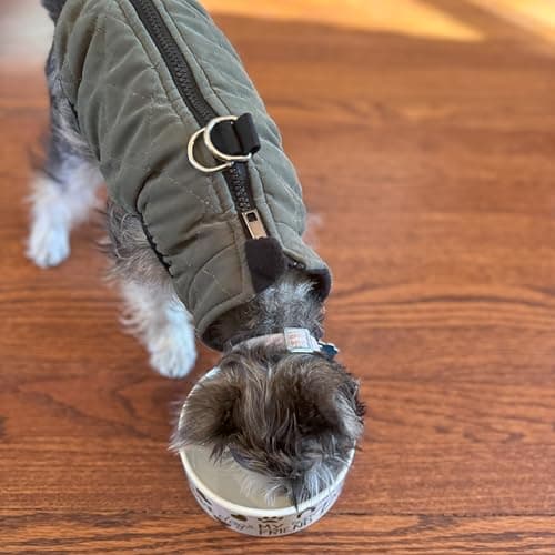 SPOT I Love Dogs Dish -Round Ceramic Food/Water Bowl with High Walls for Pets, Dishwasher Safe, Ideal for Small Dogs, Cats, Reptiles, Large Birds, 5in, 1.75 Cup (14oz) 8