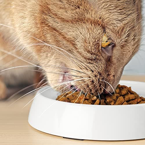 CatGuru Cat Bowls, Whisker Friendly Food Bowl for Indoor Cats, Reliefs Whisker Fatigue, Wide Kitten Dish, Non Slip Pet Dishes, Shallow Pet Plates (Marshmallow, (Pack of 2)) 9