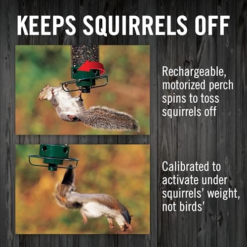 Droll Yankees Squirrel Proof Bird Feeders for Outdoors - YF-M - Flipper, Collapsible Perches, 5-Pound Seed Capacity, Green 5
