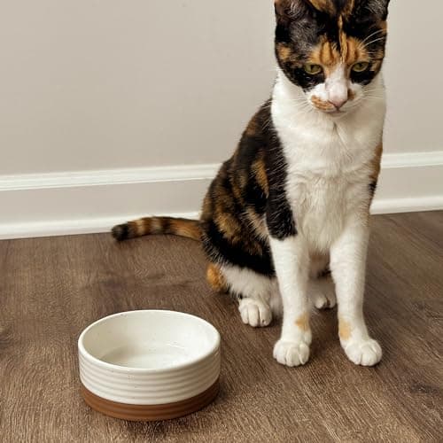 Mora Ceramic Pet Bowl Size Small - Food/Water Dish for Puppy Dogs, Cats, Guinea Pig, Rabbit, Hamster, Snake, ect. 11oz or 2 Cups - Basic Bowls for Your Dog or Cat, Mix and Match for a Set - Vanillla 5