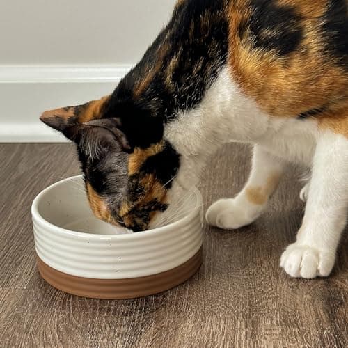 Mora Ceramic Pet Bowl Size Small - Food/Water Dish for Puppy Dogs, Cats, Guinea Pig, Rabbit, Hamster, Snake, ect. 11oz or 2 Cups - Basic Bowls for Your Dog or Cat, Mix and Match for a Set - Vanillla 7