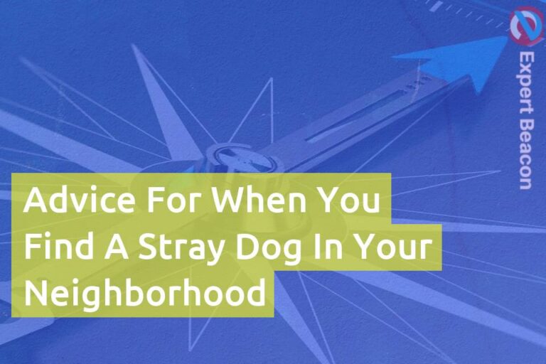 Advice for when you find a stray dog in your neighborhood
