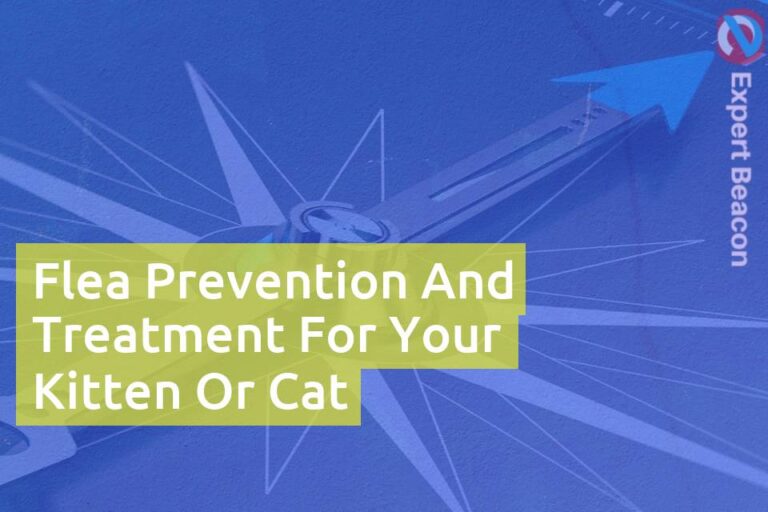 Flea prevention and treatment for your kitten or cat