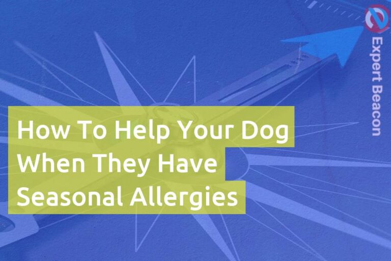 How to help your dog when they have seasonal allergies