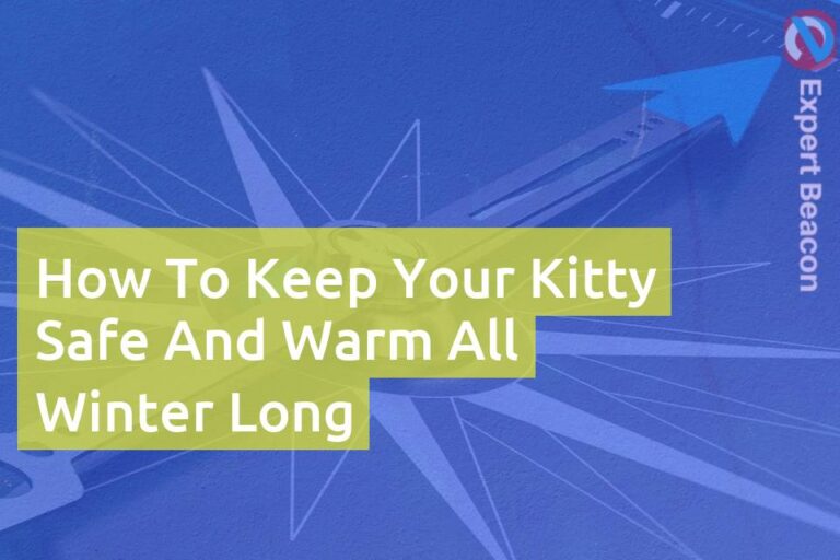 How to keep your kitty safe and warm all winter long