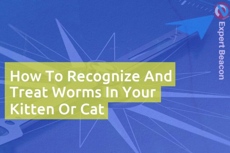 How to recognize and treat worms in your kitten or cat