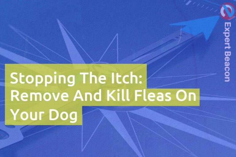 Stopping the itch: Remove and kill fleas on your dog