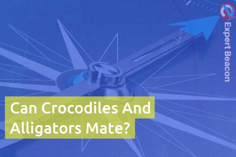 Can Crocodiles And Alligators Mate?