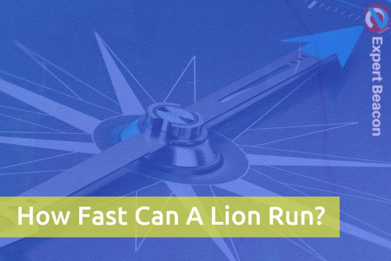 How Fast Can A Lion Run?