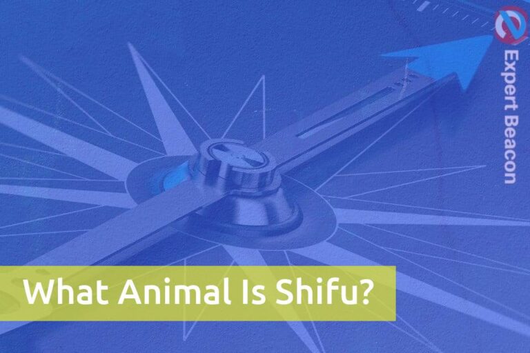 What Animal Is Shifu?