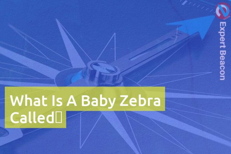 What Is A Baby Zebra Called？