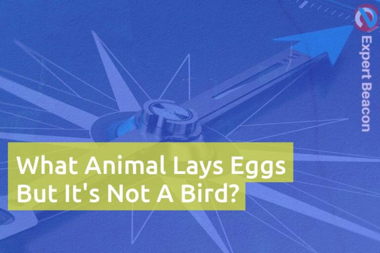 What Animal Lays Eggs But It’s Not A Bird?