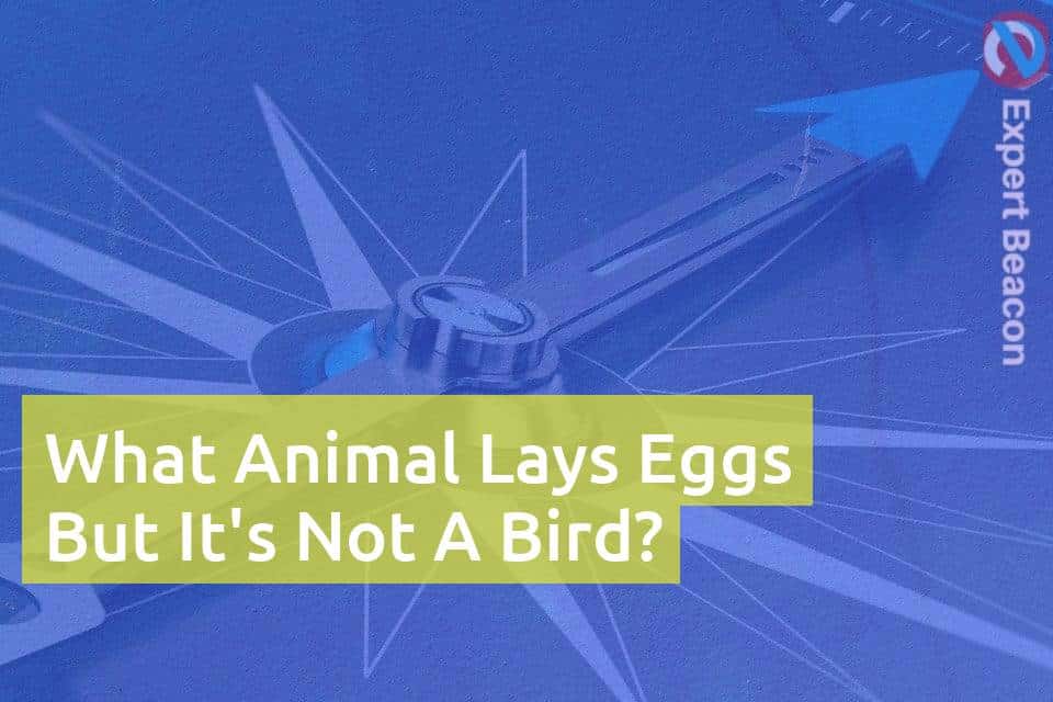 What Animal Lays Eggs But It's Not A Bird? - ExpertBeacon