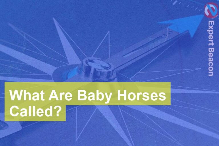 What Are Baby Horses Called?