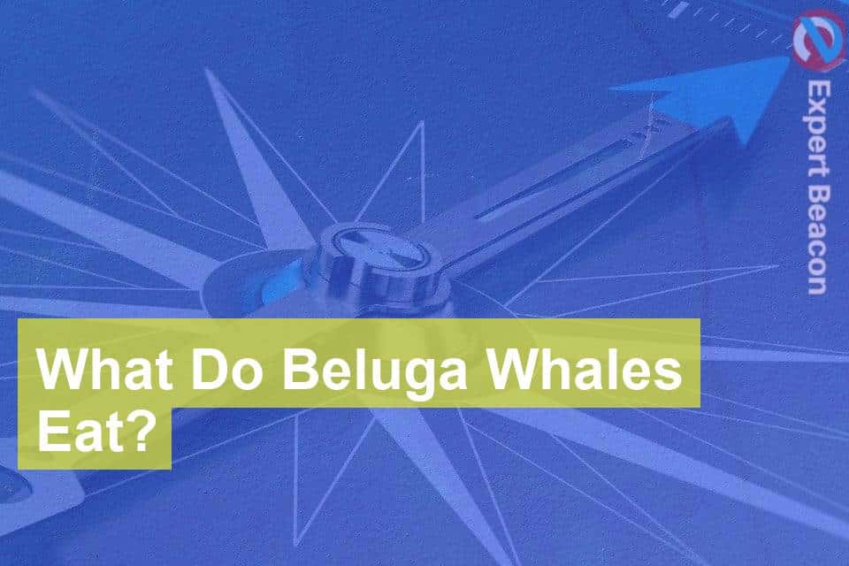 What Do Beluga Whales Eat? - ExpertBeacon