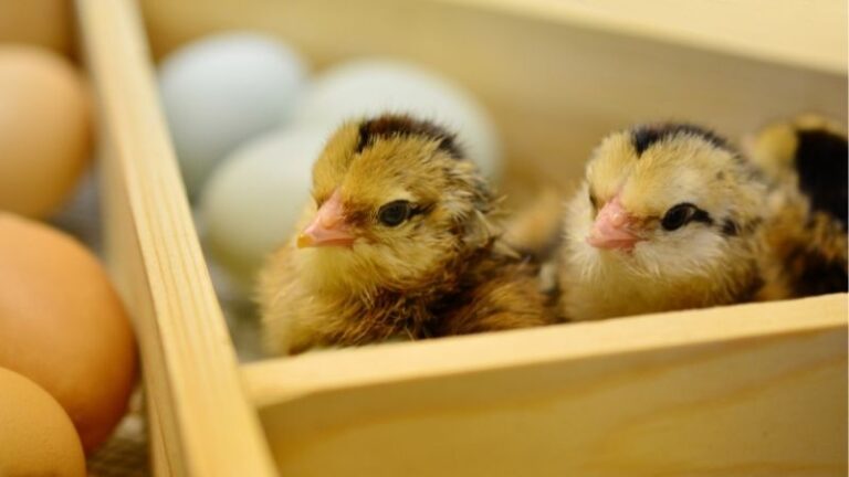 How Old Are Chicks at Tractor Supply In 2024? (Full Guide)